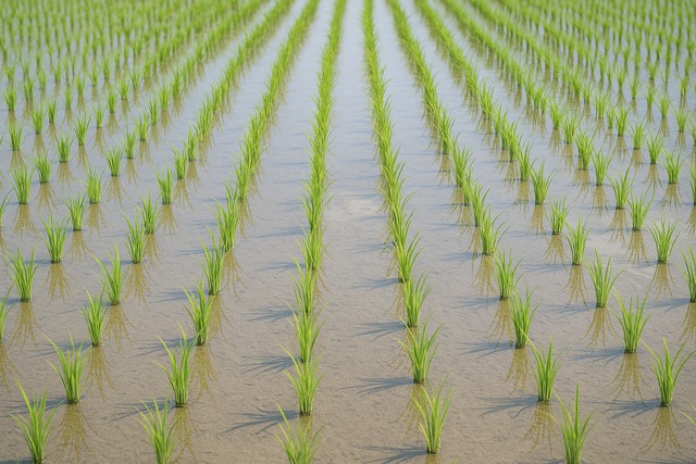 young-rice-rows